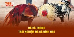 đá gà Thomo