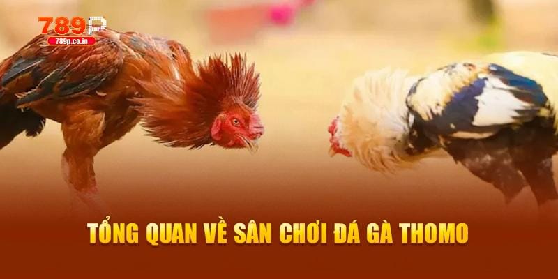 Tổng quan về sân chơi đá gà thomo xanh chín